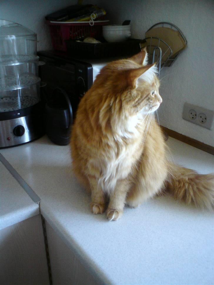 Norsk Skovkat Trunte billede 1