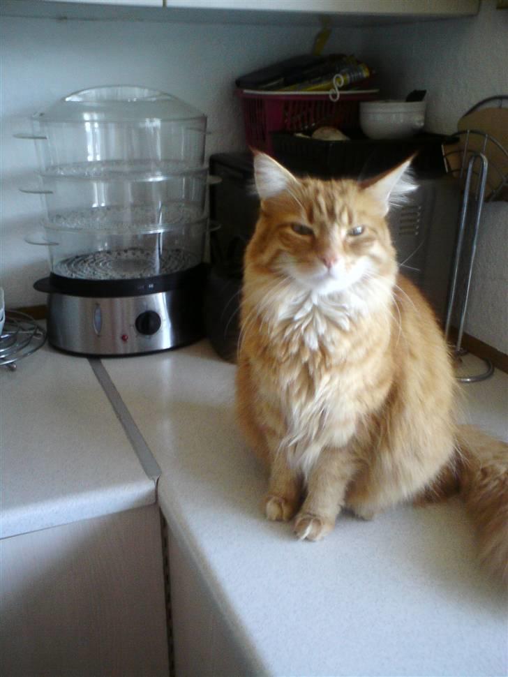 Norsk Skovkat Trunte billede 2