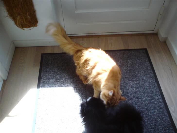 Norsk Skovkat Trunte billede 3