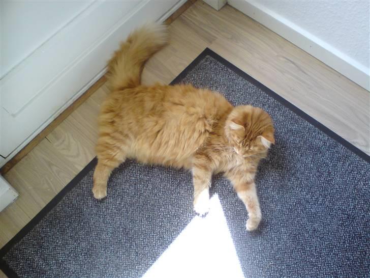 Norsk Skovkat Trunte billede 4