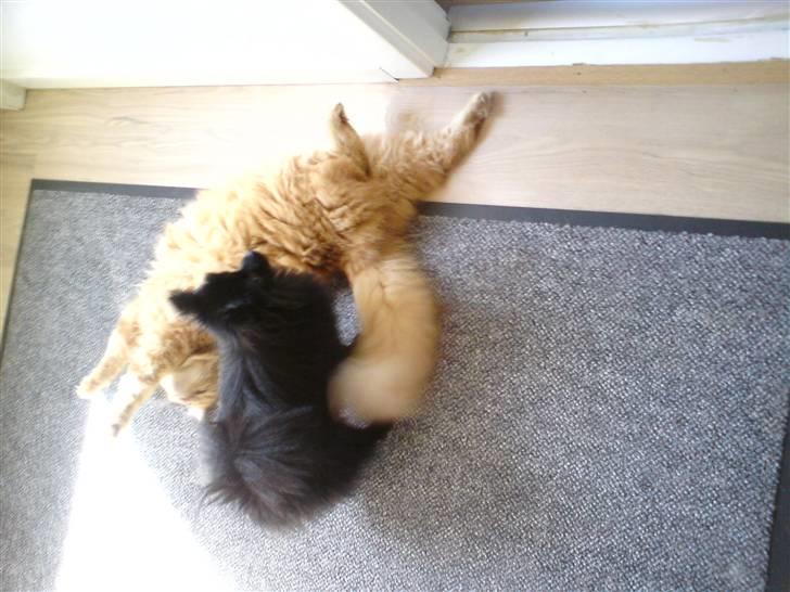 Norsk Skovkat Trunte billede 5