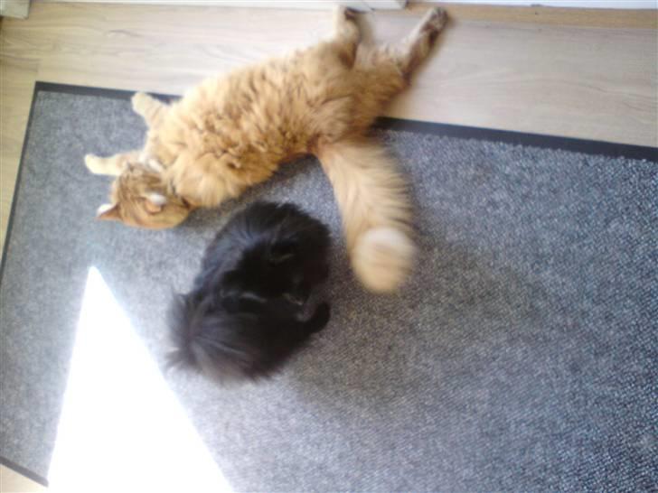 Norsk Skovkat Trunte billede 6