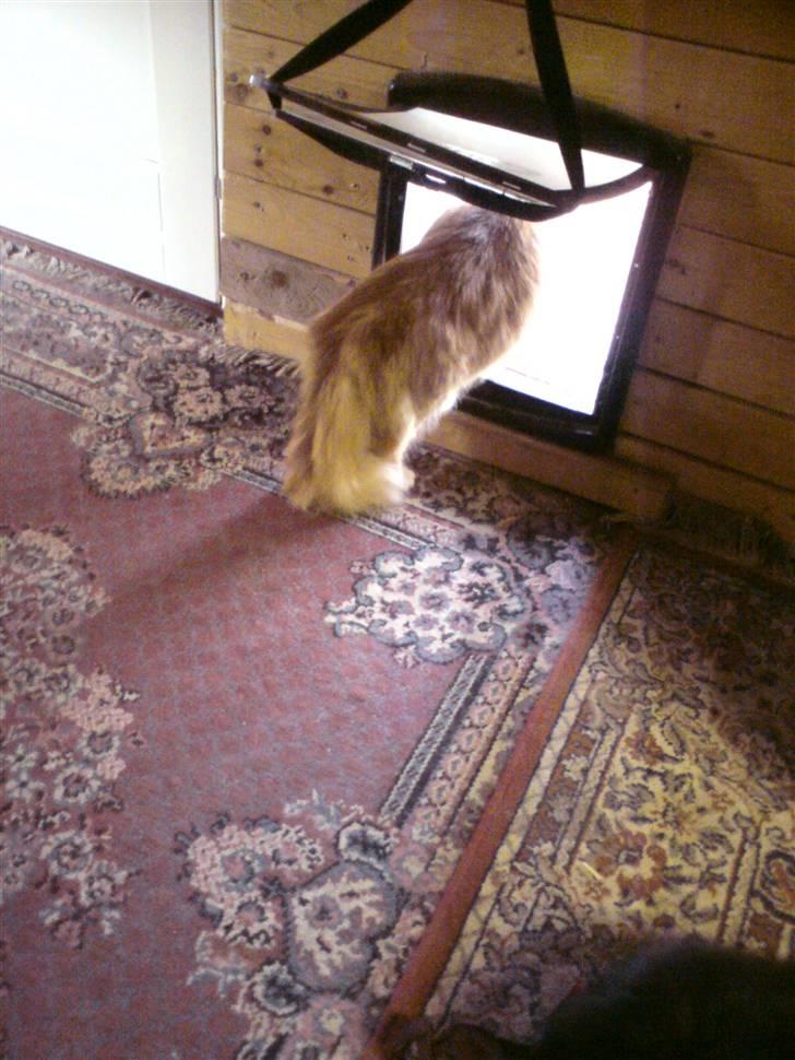 Norsk Skovkat Trunte billede 7