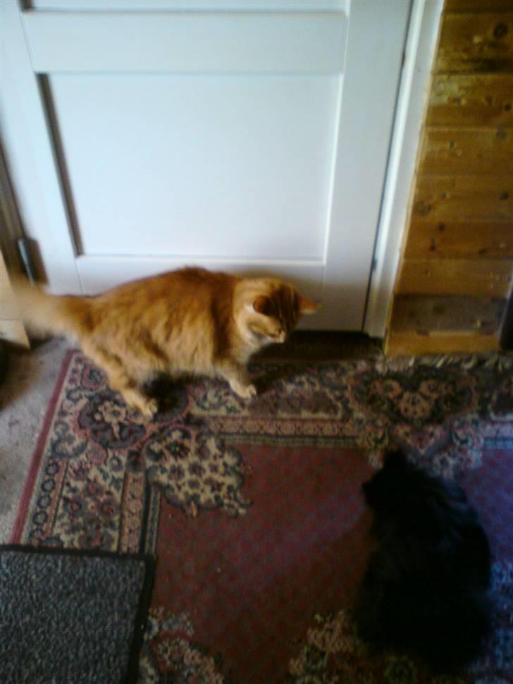 Norsk Skovkat Trunte billede 8