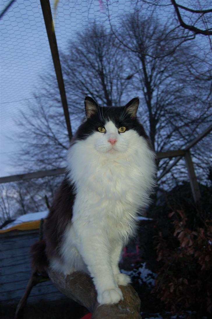 Maine Coon Krammedyret Orlando(poly) - Januar 2010  (lando 1½ år gammel) billede 11