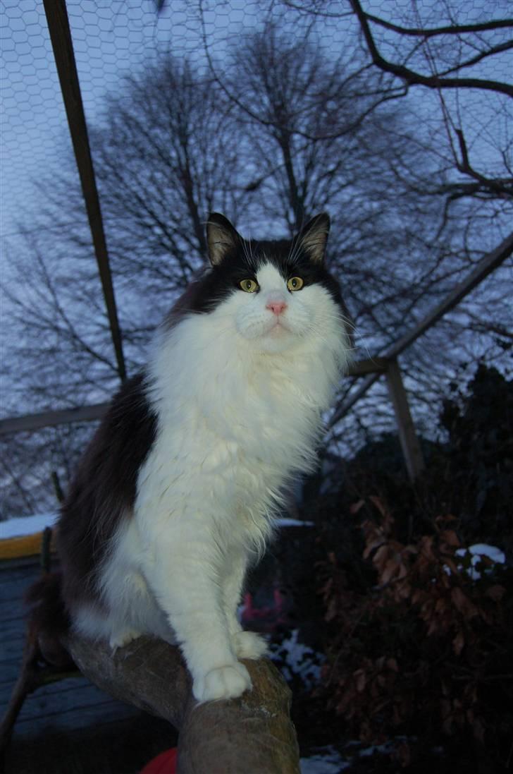 Maine Coon Krammedyret Orlando(poly) - Januar 2010  (lando 1½ år gammel) billede 12