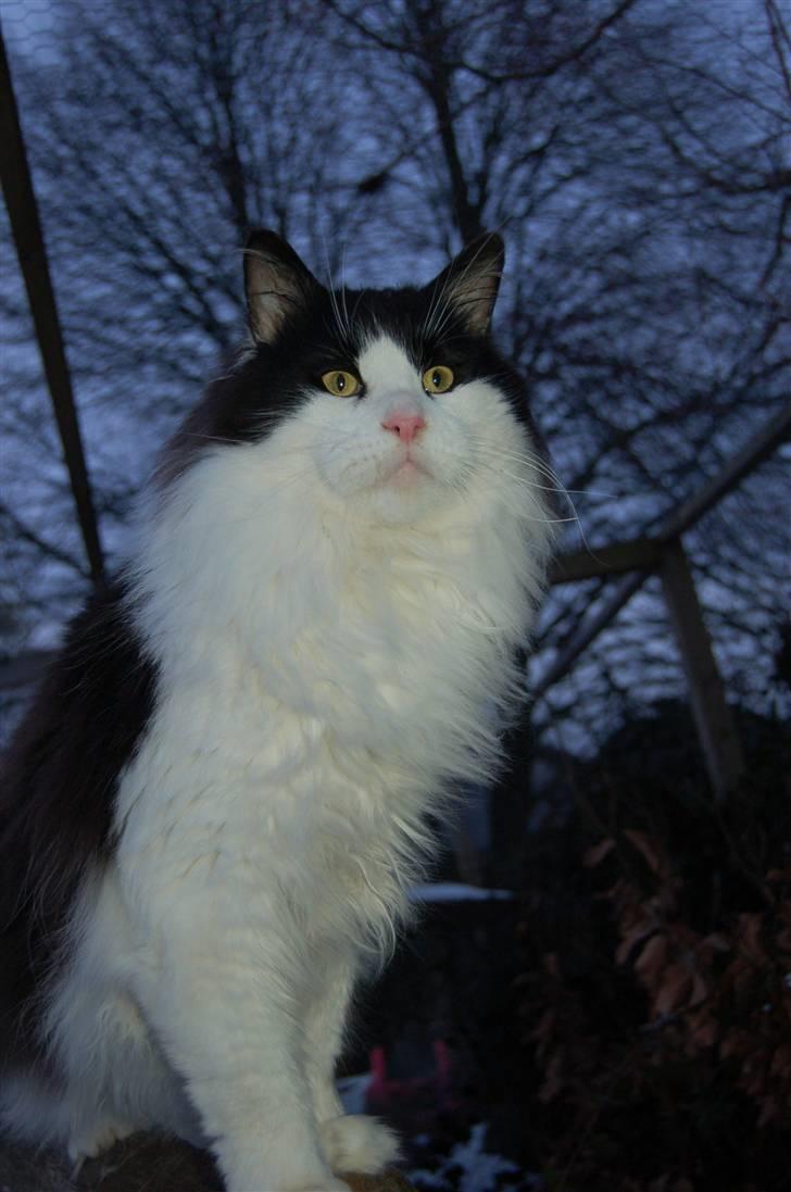 Maine Coon Krammedyret Orlando(poly) - Januar 2010  (lando 1½ år gammel) billede 13