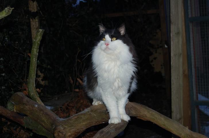 Maine Coon Krammedyret Orlando(poly) - Januar 2010  (lando 1½ år gammel) billede 14