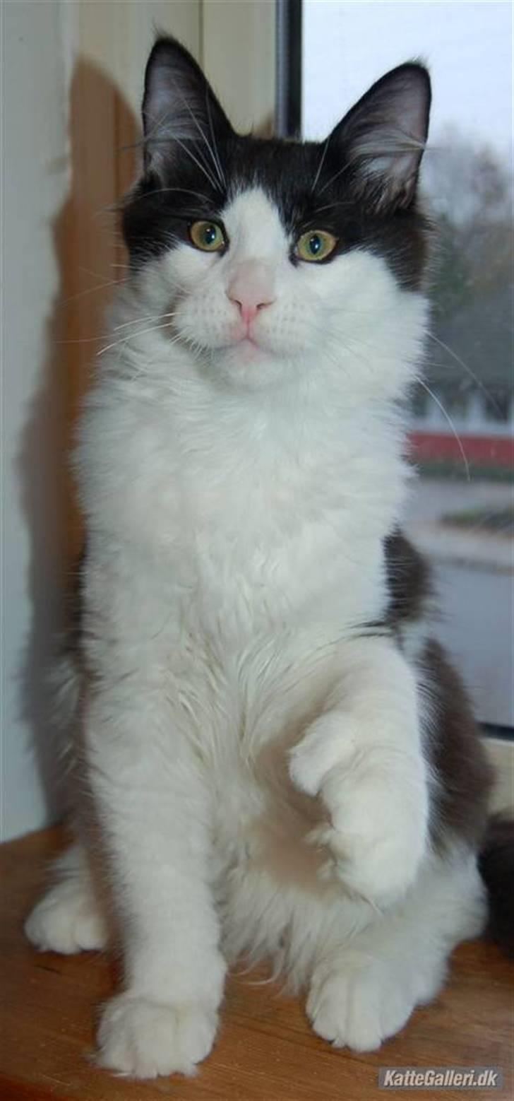 Maine Coon Krammedyret Orlando(poly) - Orlando 6 mdr billede 15