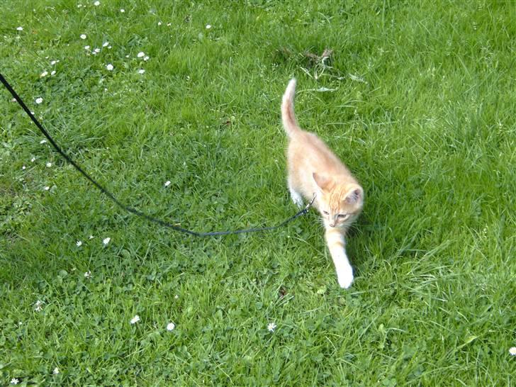 Huskat Max billede 1