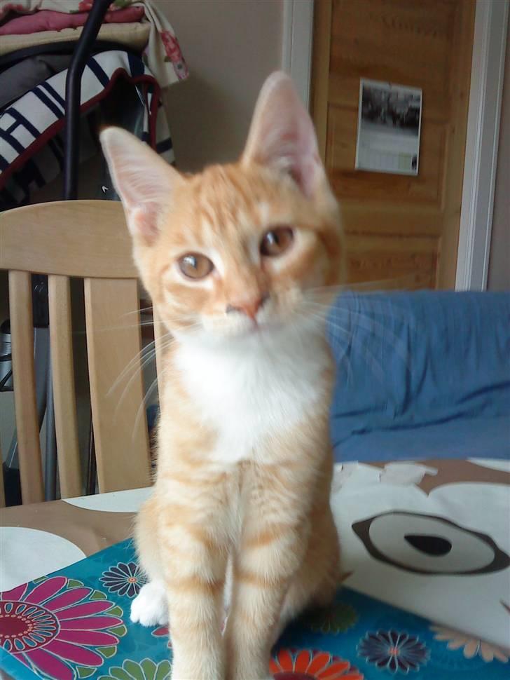 Huskat Max billede 2