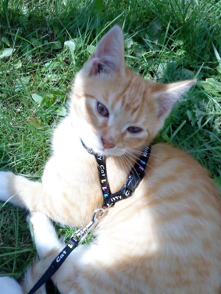 Huskat Max billede 3