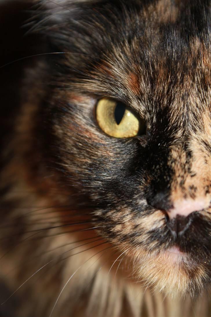 Maine Coon jacqueline-Mor til 8. - Totalt nær billed, ELSKER DET! Sys bare det er blevet rigtig godt! billede 9