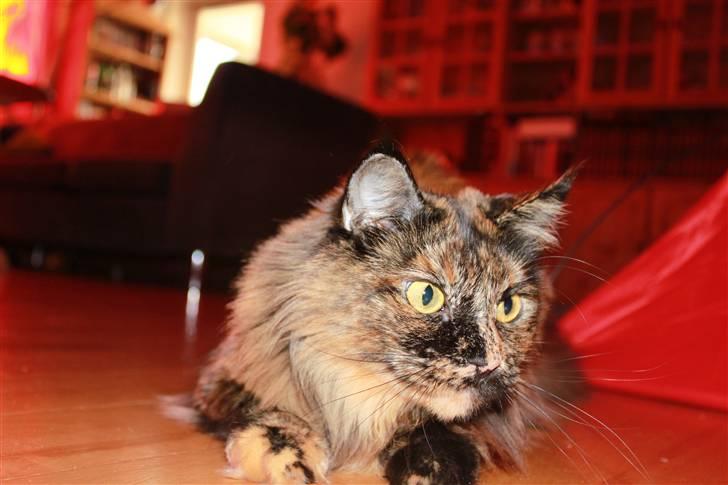 Maine Coon jacqueline-Mor til 8. - Leger med mig og drengene.. billede 10