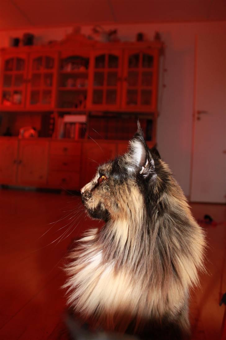 Maine Coon jacqueline-Mor til 8. - Posere lige for fotografen..  billede 11