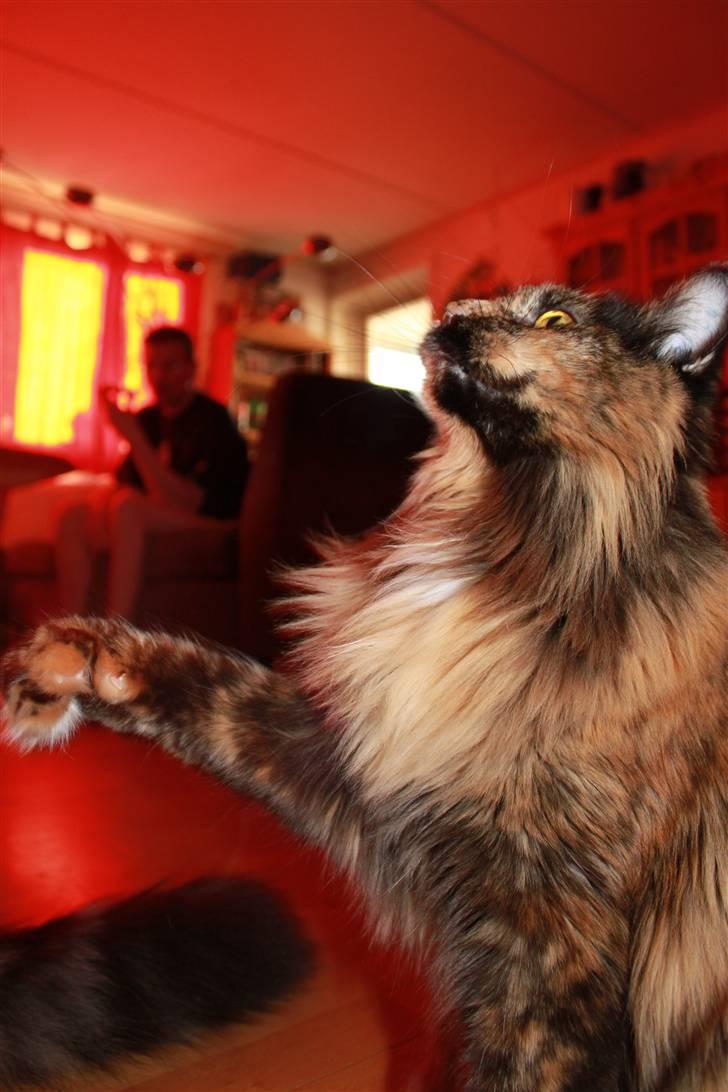 Maine Coon jacqueline-Mor til 8. - Leger med tanja, og så kan hun sørme osse posere samtidig.. xD billede 12