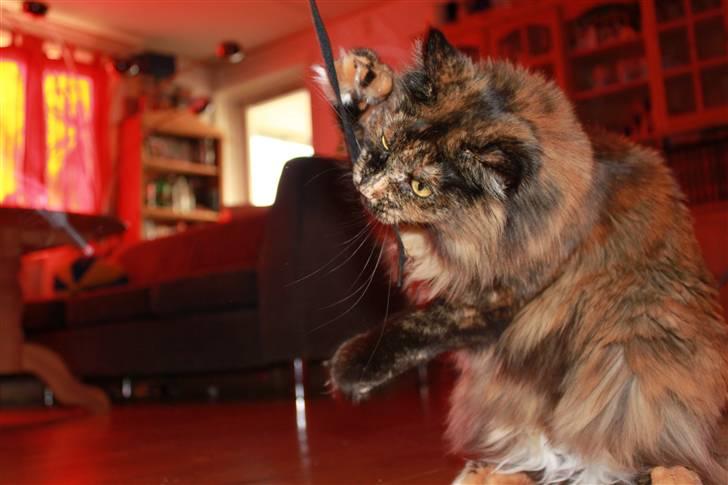 Maine Coon jacqueline-Mor til 8. - Endelig fik hun den..  billede 13