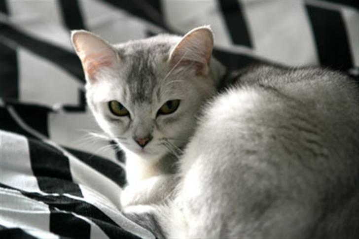 Burmilla Yade billede 6