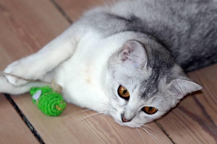 Burmilla Yade billede 7