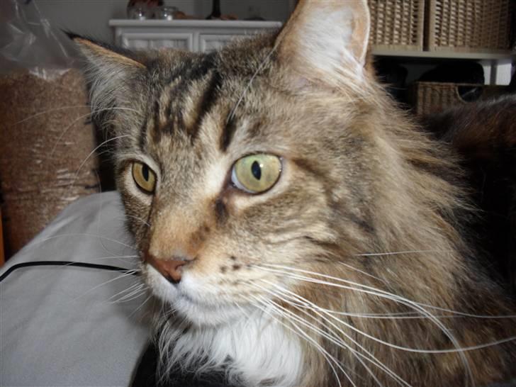 Maine Coon Aslan billede 1