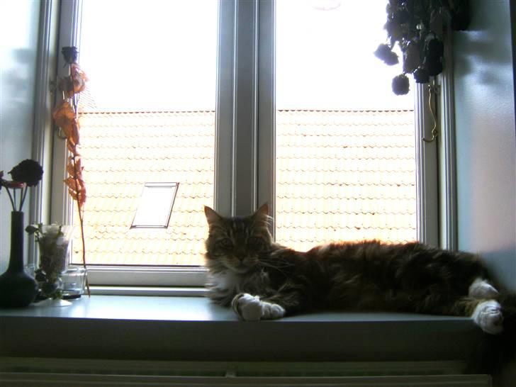 Maine Coon Aslan billede 2