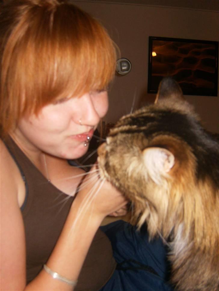 Maine Coon Aslan billede 3