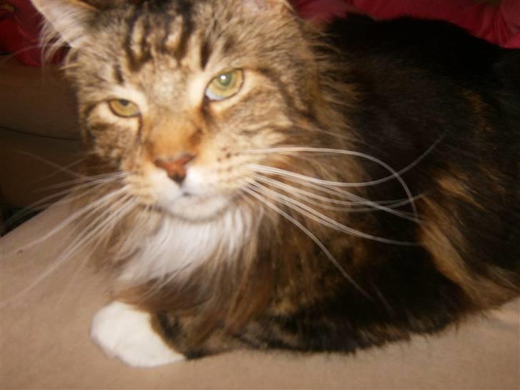 Maine Coon Aslan billede 4