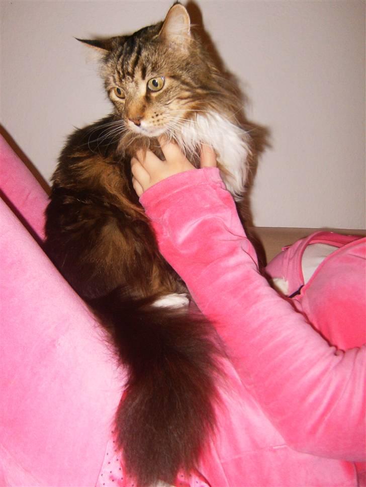 Maine Coon Aslan billede 5