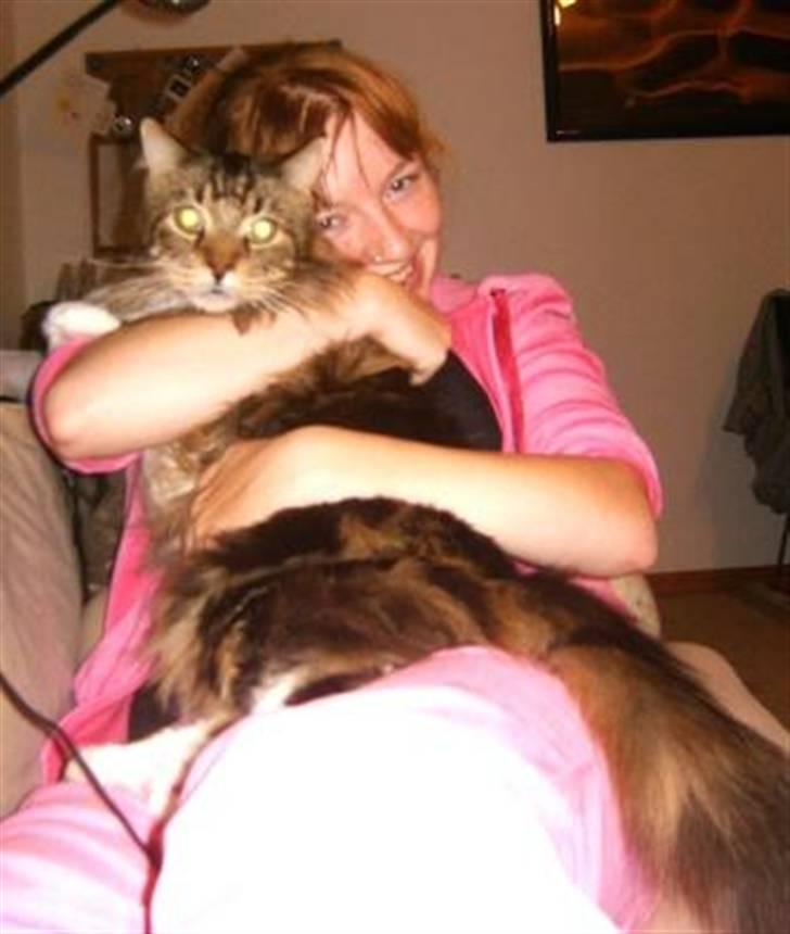 Maine Coon Aslan billede 6