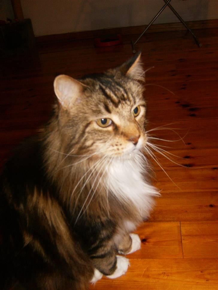 Maine Coon Aslan billede 7