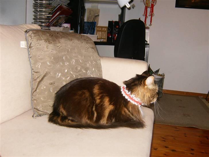 Maine Coon Aslan billede 8