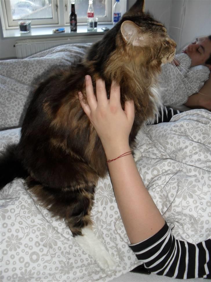 Maine Coon Aslan billede 9