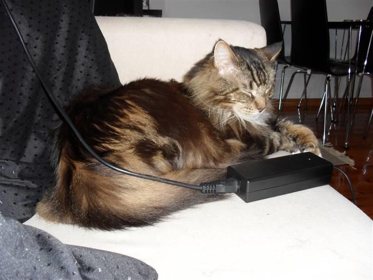 Maine Coon Aslan billede 10