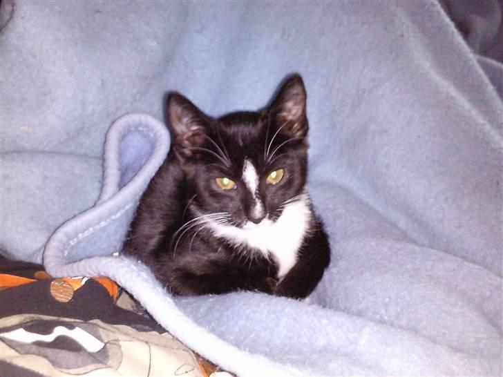 Huskat Perle billede 1