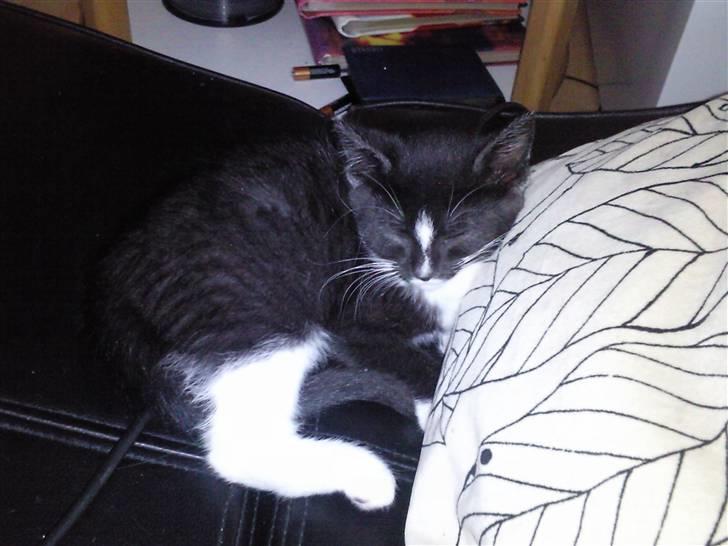 Huskat Perle billede 2