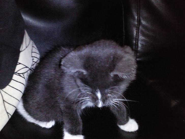 Huskat Perle billede 3