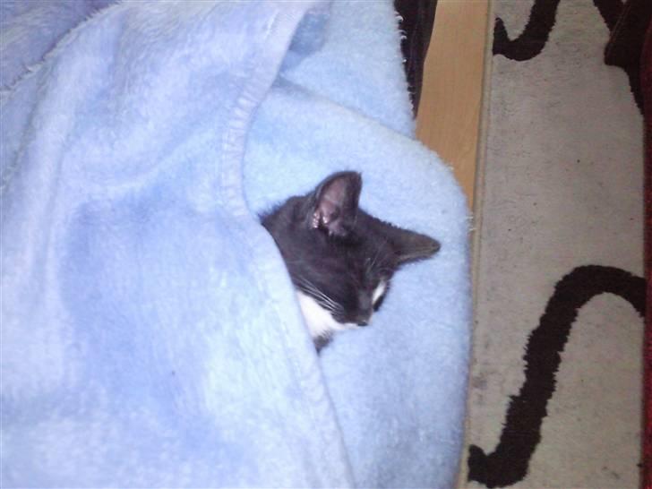 Huskat Perle billede 4