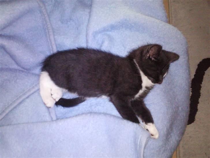 Huskat Perle billede 5