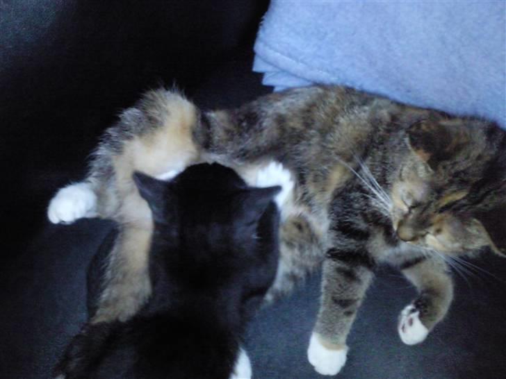 Huskat Perle billede 6