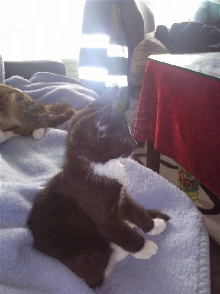 Huskat Perle billede 7