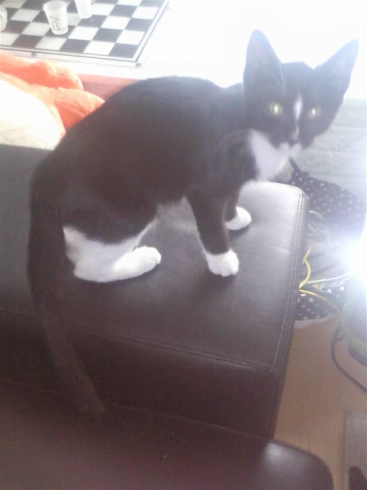 Huskat Perle billede 8