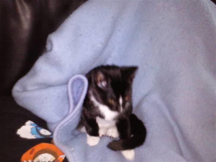 Huskat Perle billede 9