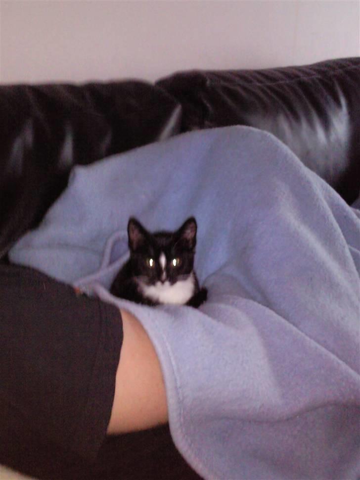 Huskat Perle billede 10