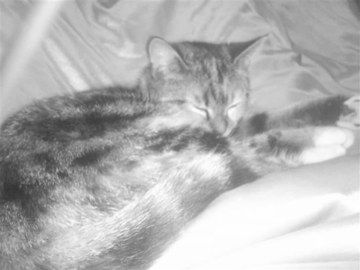 Huskat Mille billede 11