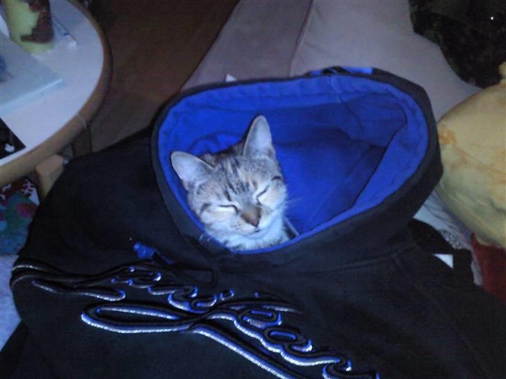 Huskat Mille - ja min trøje mente Mille så hun skulle kravle ned i efter jeg havde lagt den, vi ledte i ½ time efter hende hvorefter hun gav sig til syne i trøjen... :o) billede 12