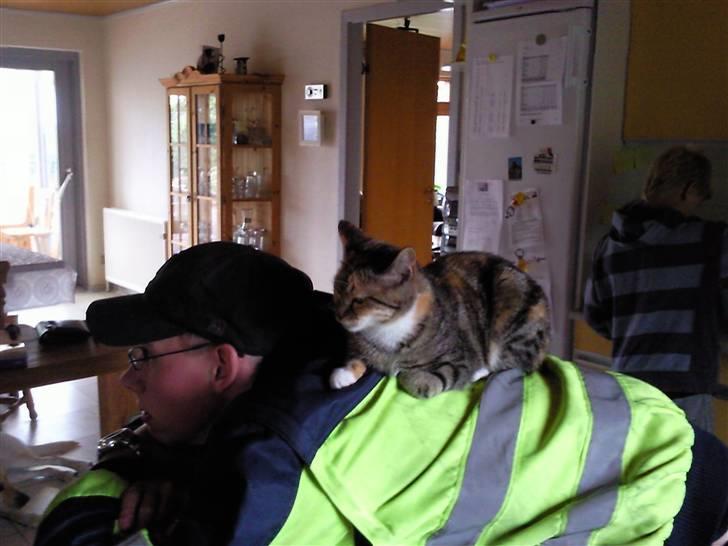 Huskat Mille - hun er en ryg/skulder-kat... billede 13