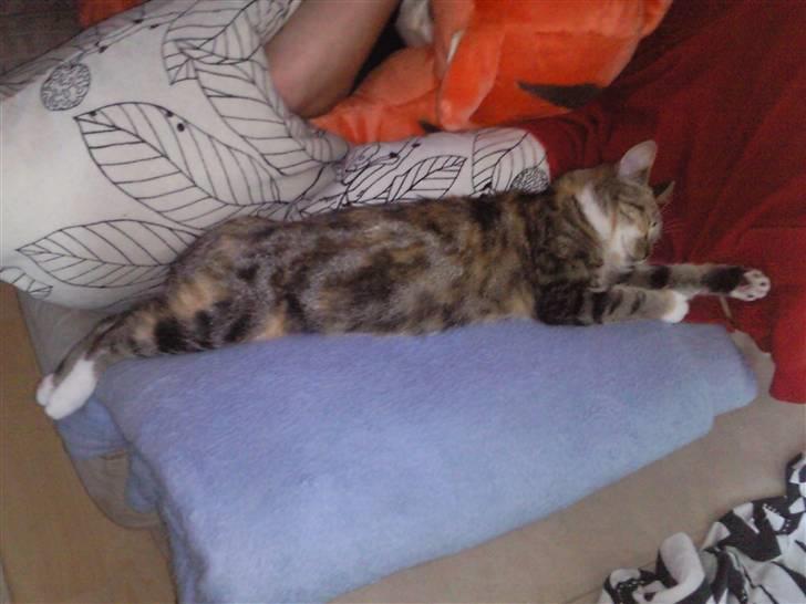 Huskat Mille billede 14