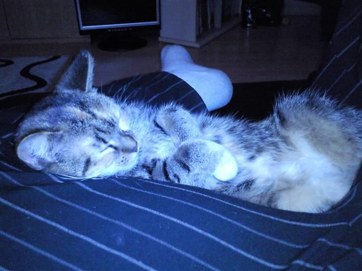 Huskat Mille billede 15