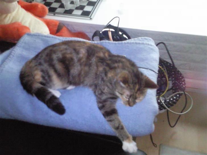 Huskat Mille billede 16