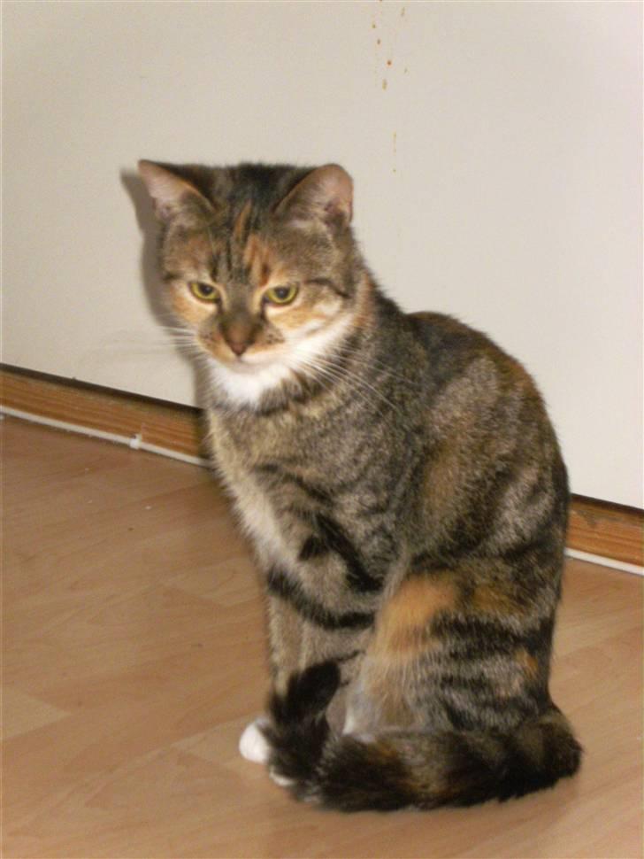 Huskat Mille - Et af mine yndlingsbilleder med Mille-missen... billede 17